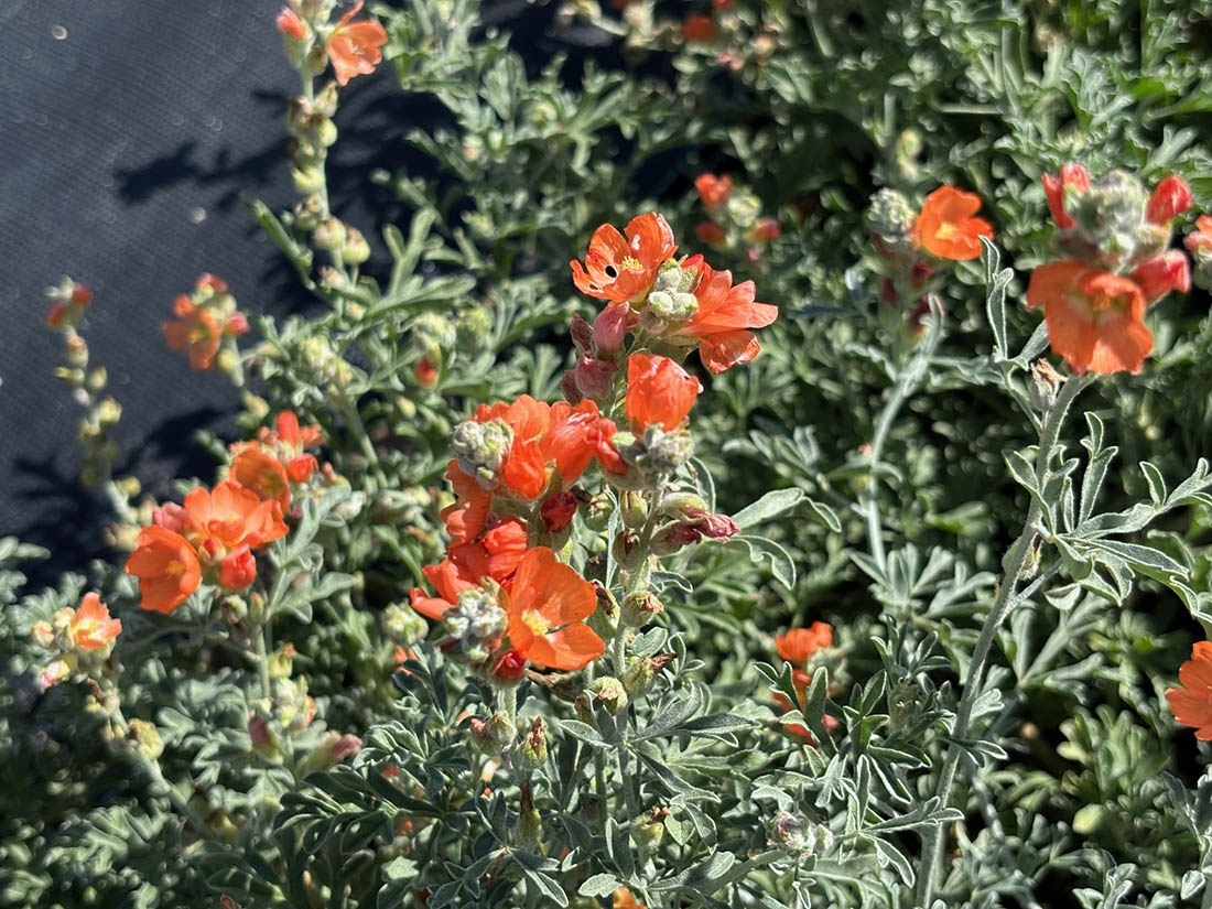 the orange-yellow blooms of scarlet globemallow