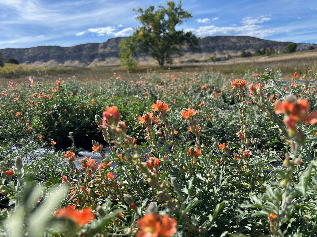 red flowers with tree and mountain in background