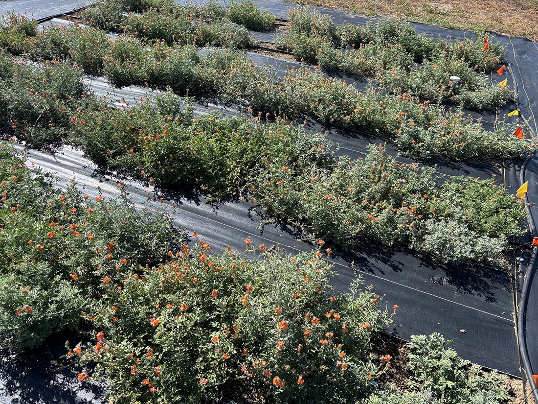 red-flowered plants in trial garden