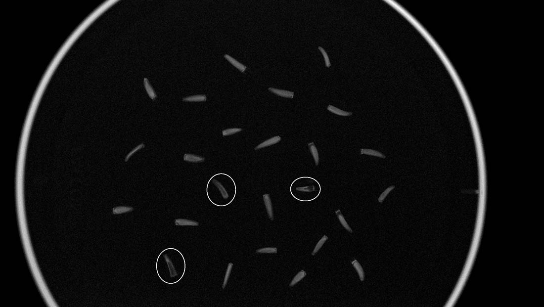 X-ray of Saussurea weberi with dead seeds