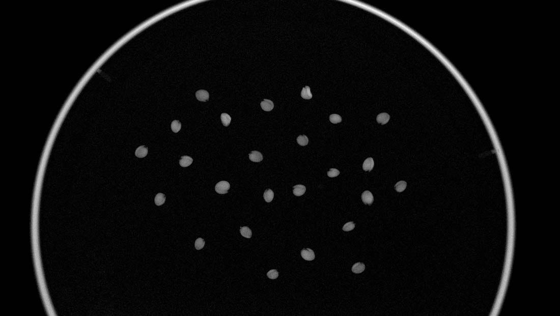 X-ray image of Physaria alpina seeds