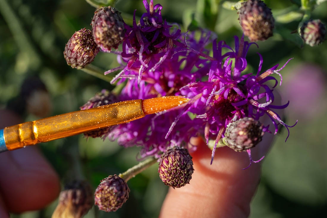 paint brush being used to collect pollen