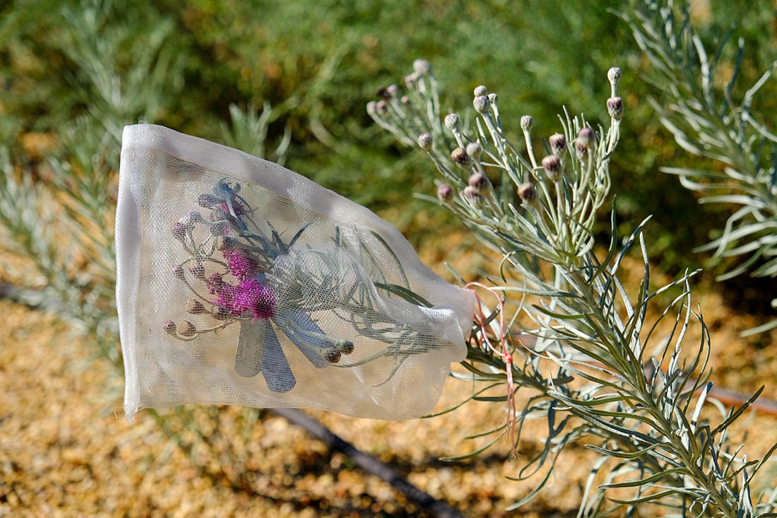 a bloom with a mesh bag over it