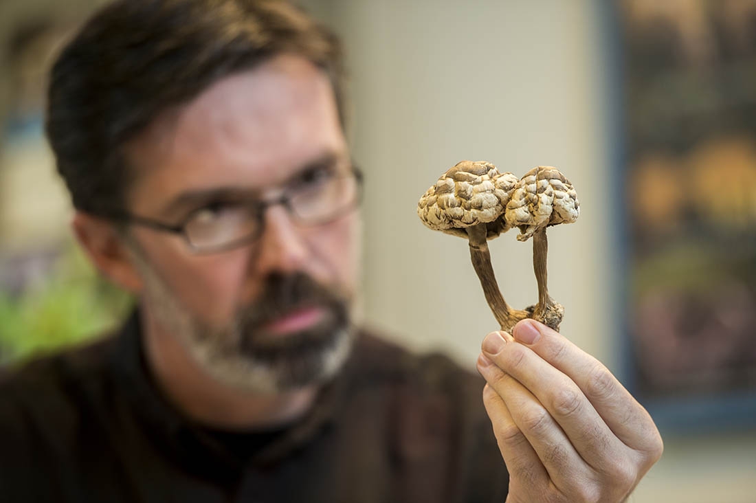 man gazing at mushroom specimen