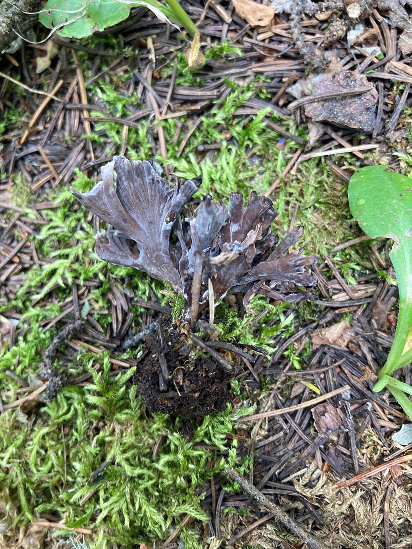 Dark Thelephora palmata mushrooms against grass