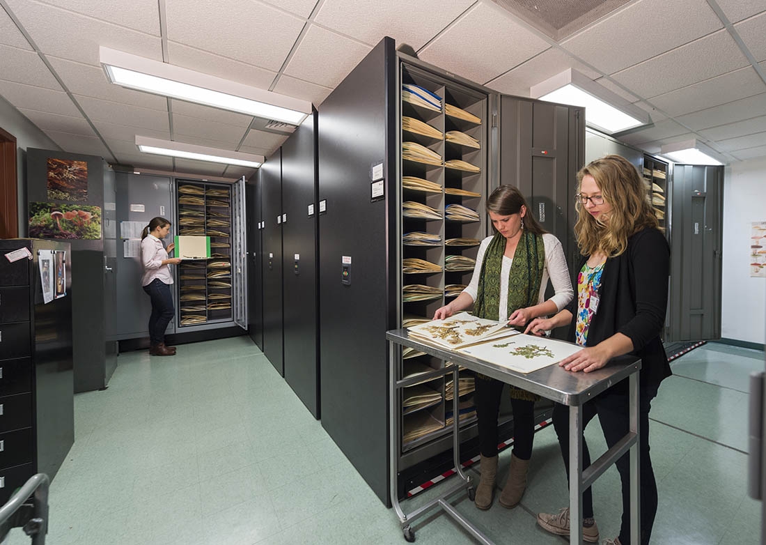 three botanists standing among herbaria files