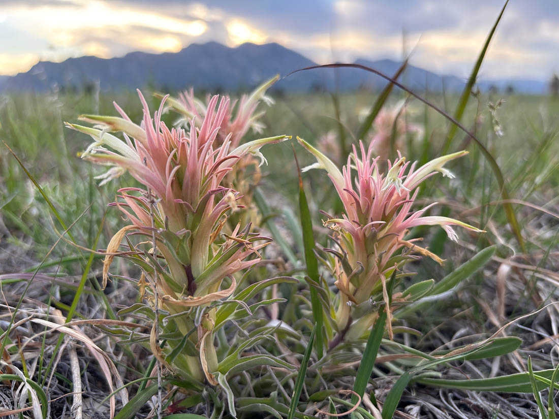 downy paintbrush with mountains in background