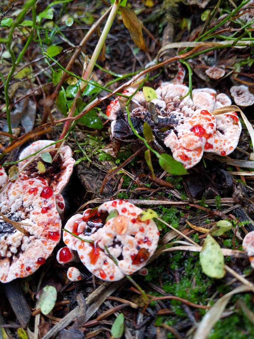 Red-juice Tooth fungus