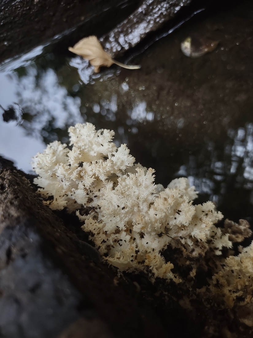 coral tooth fungus among water