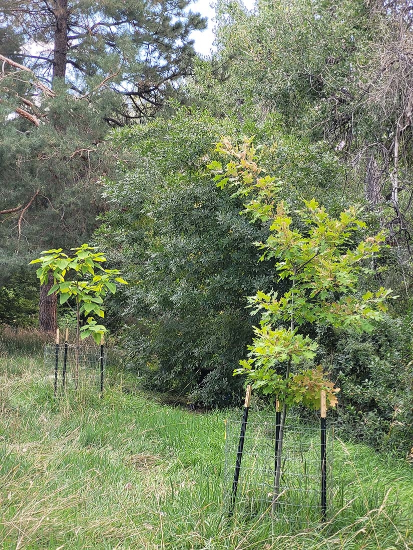 two small trees staked for growth support