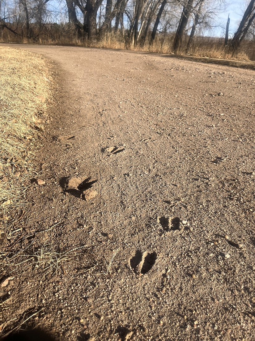 Deer tracks in dirt