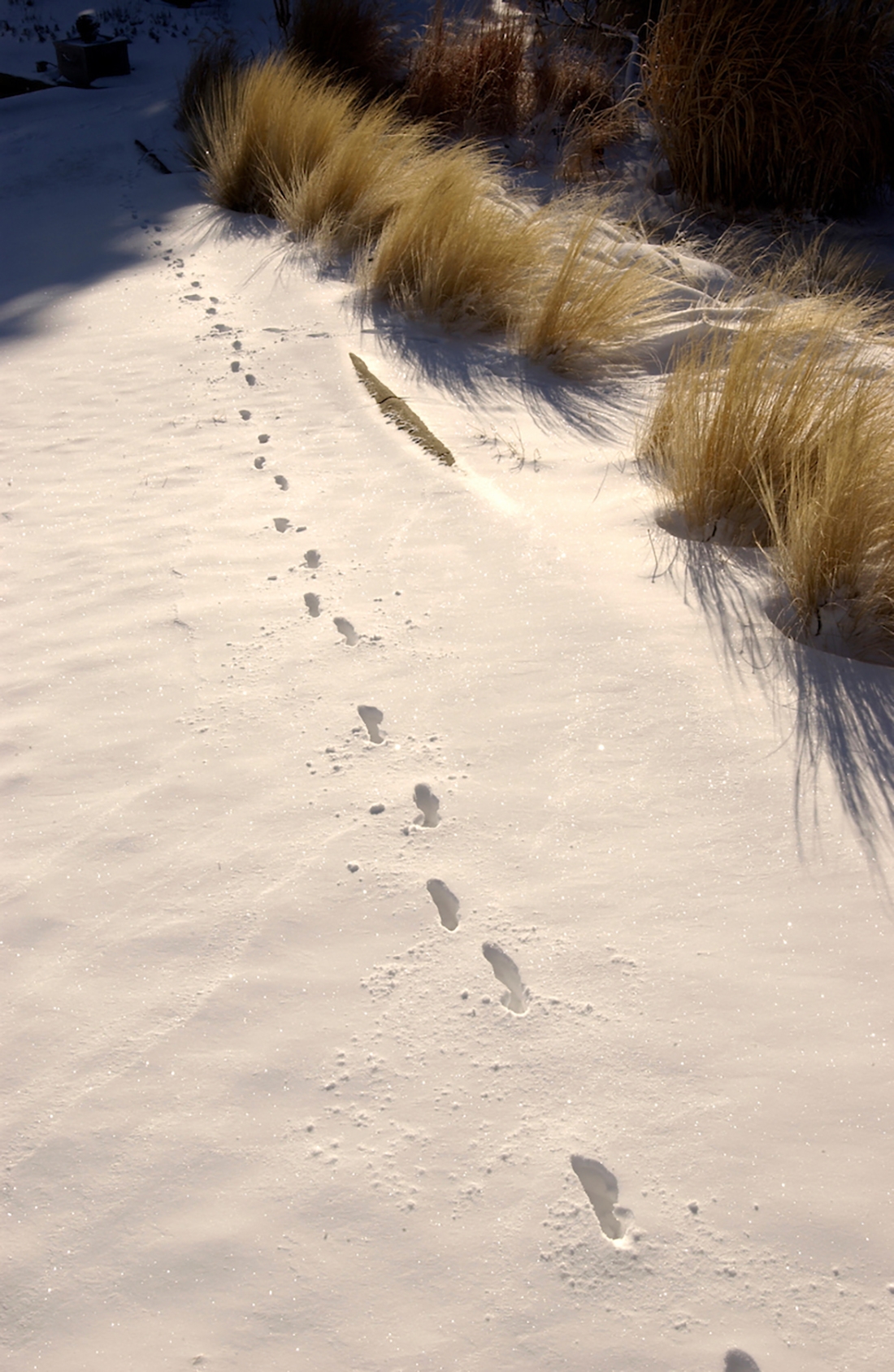 animal tracks in snow