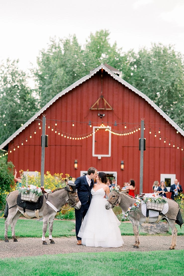 Bride and groom looking at each other outside of a red barn. Each person is holding a burro on a leash.