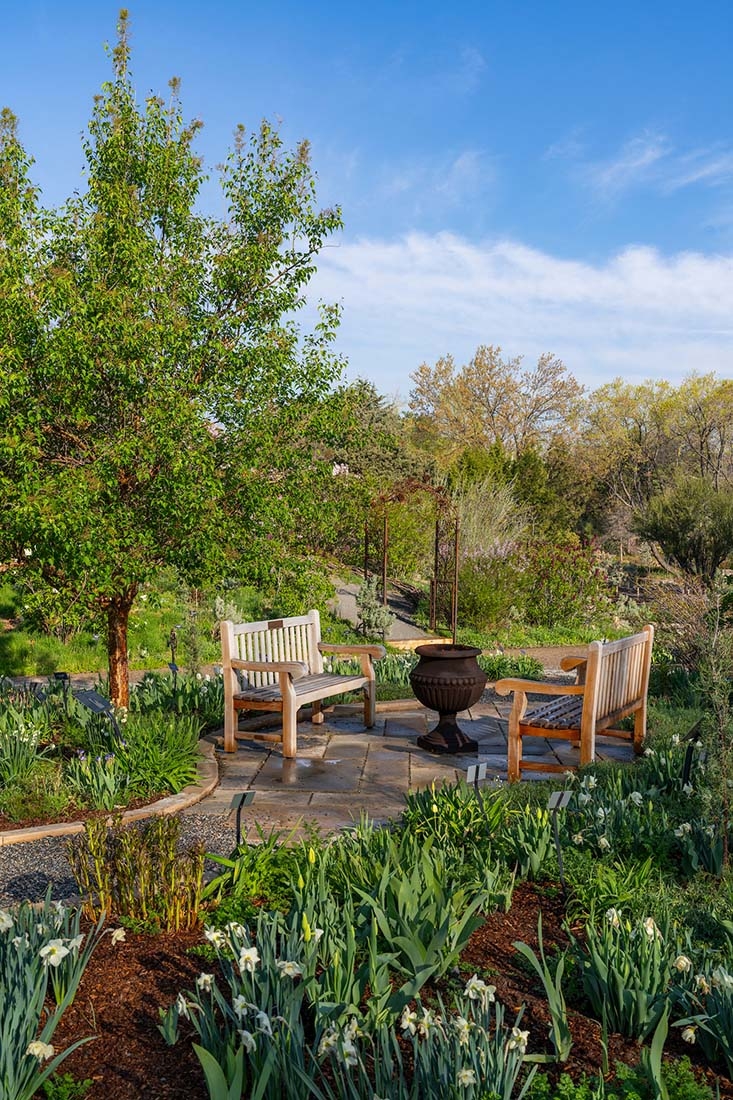 Two benches face each other, surrounded by spring trees and bulbs