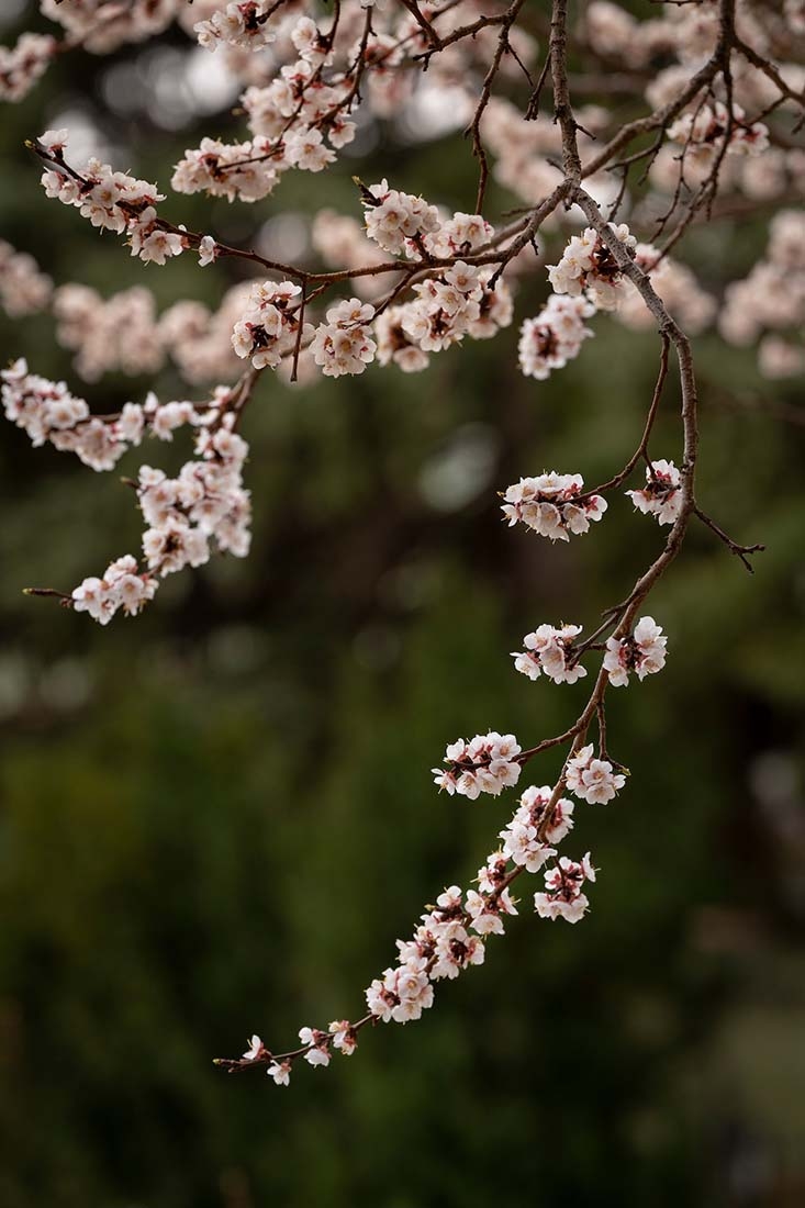 delicate spring blossoms