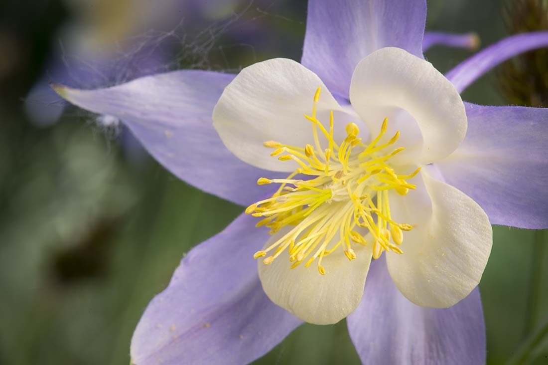 close up of a columbine flower