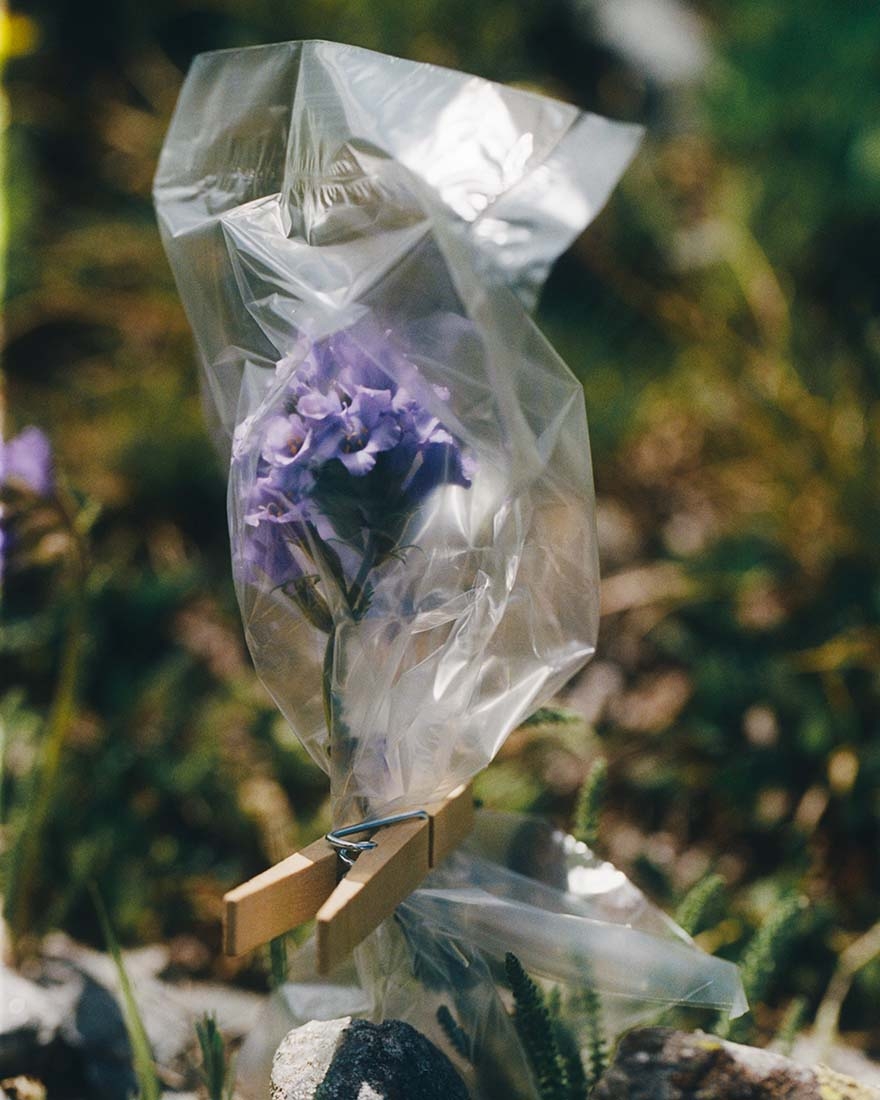 Clear plastic bag clipped with clothespin over purple flower