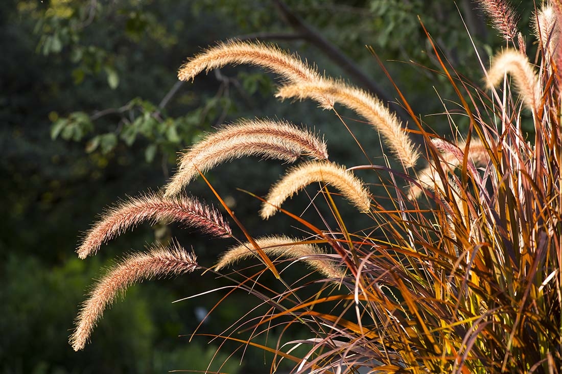 ornamental grasses in sunshine
