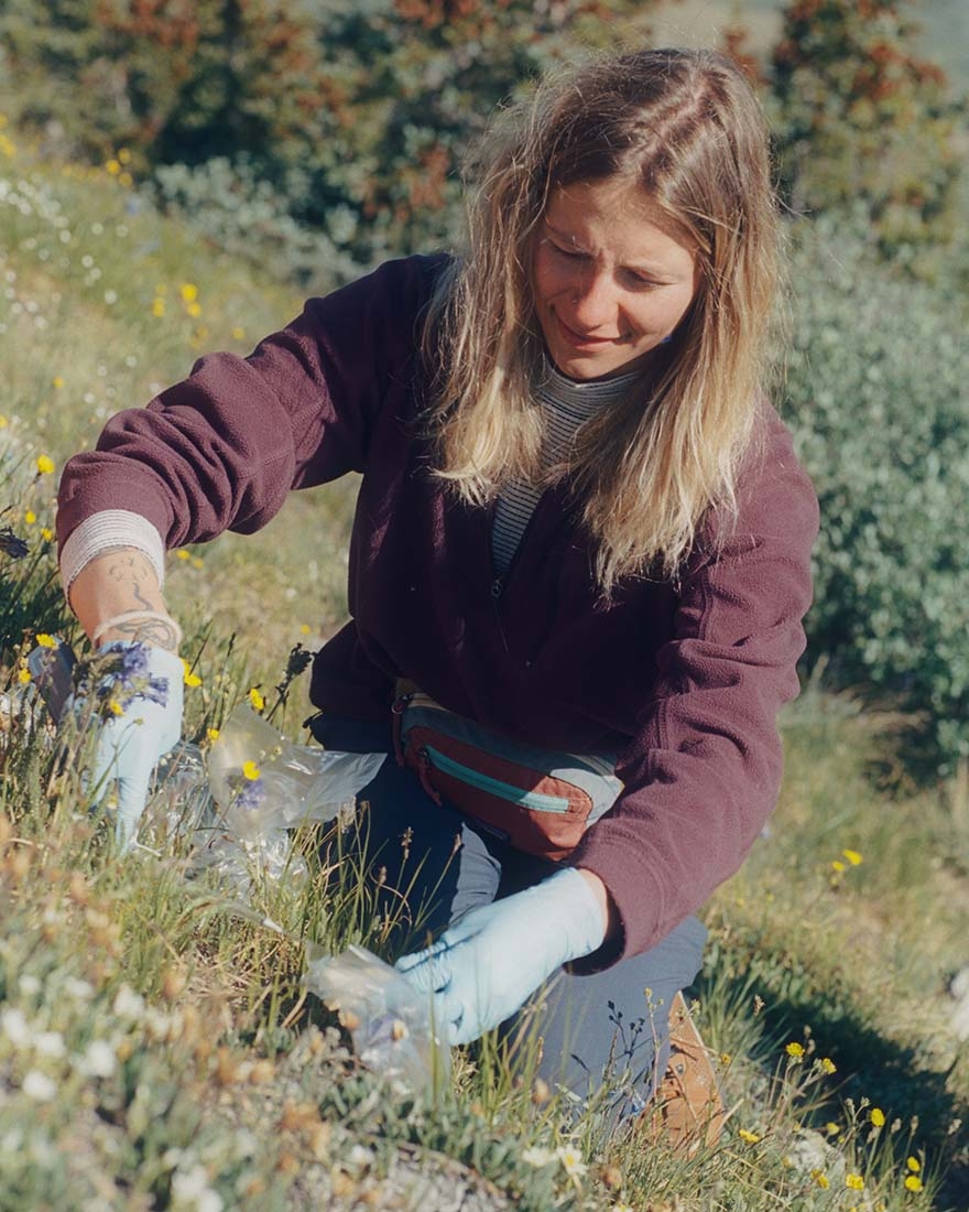 woman kneeling in wildflowers, placing scent traps over flowers