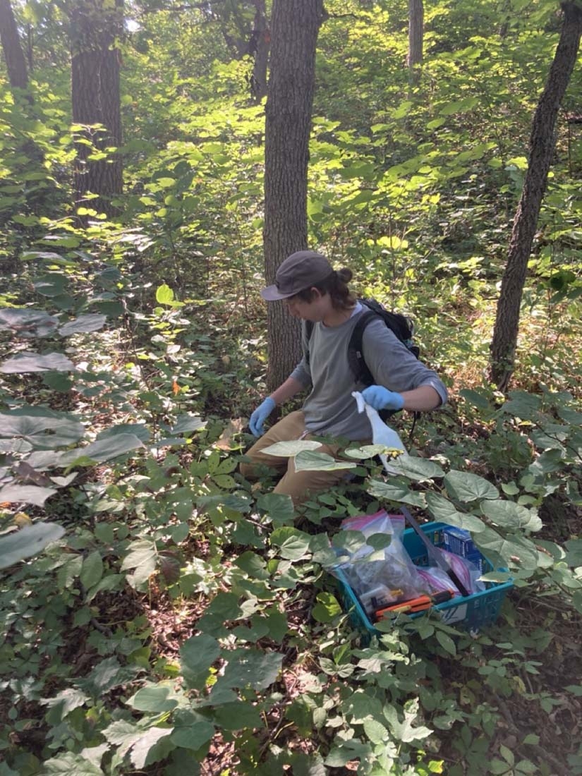 man kneeling in forested foliage collecting mushroom samples