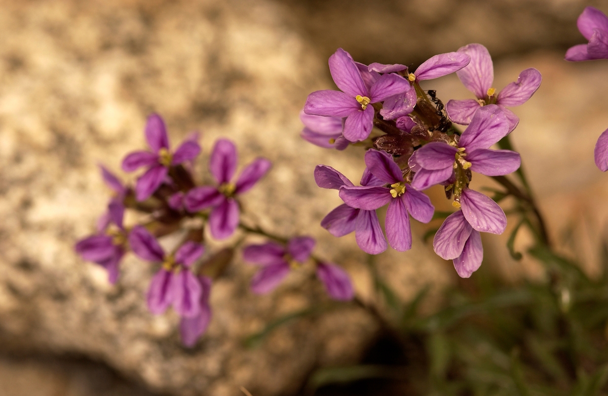 tiny purple flowers