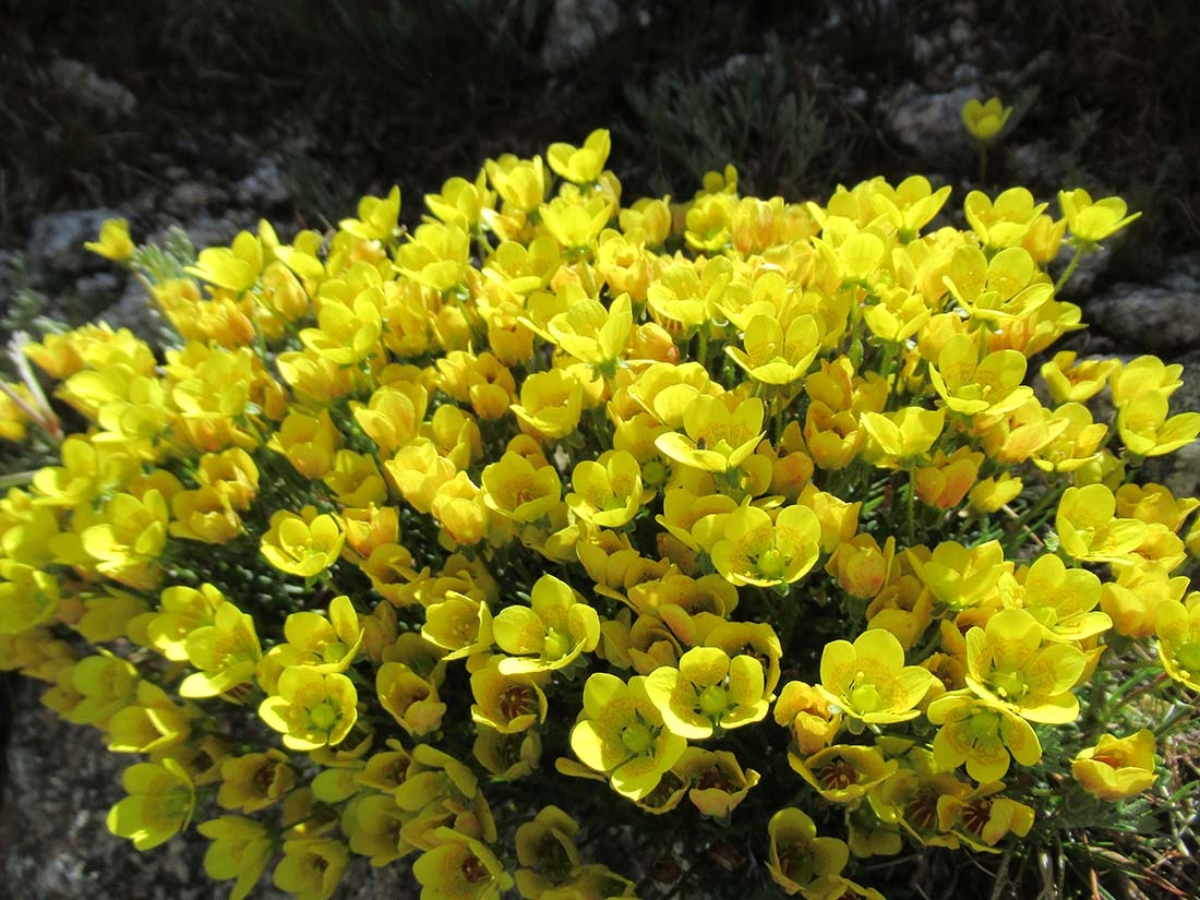 Saxifraga chrysantha