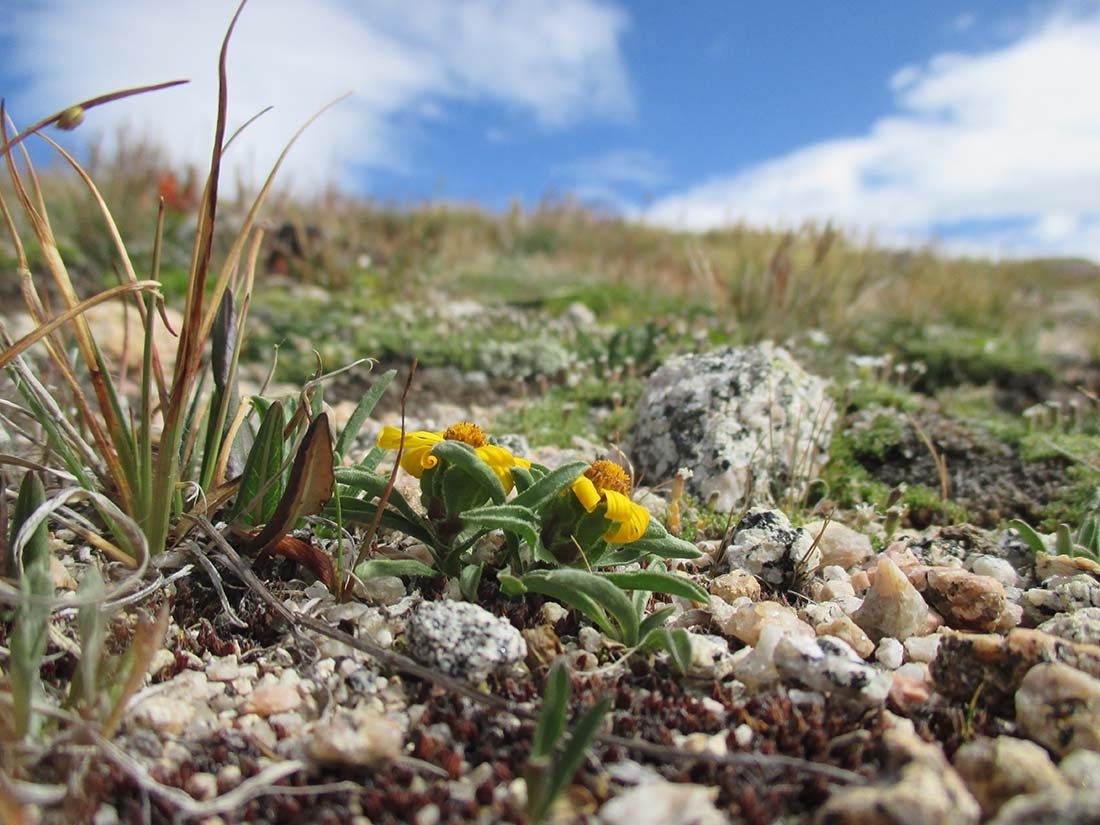 Tetraneuris acaulis var. caespitosa.