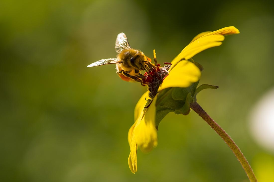 honey bee on yellow flower