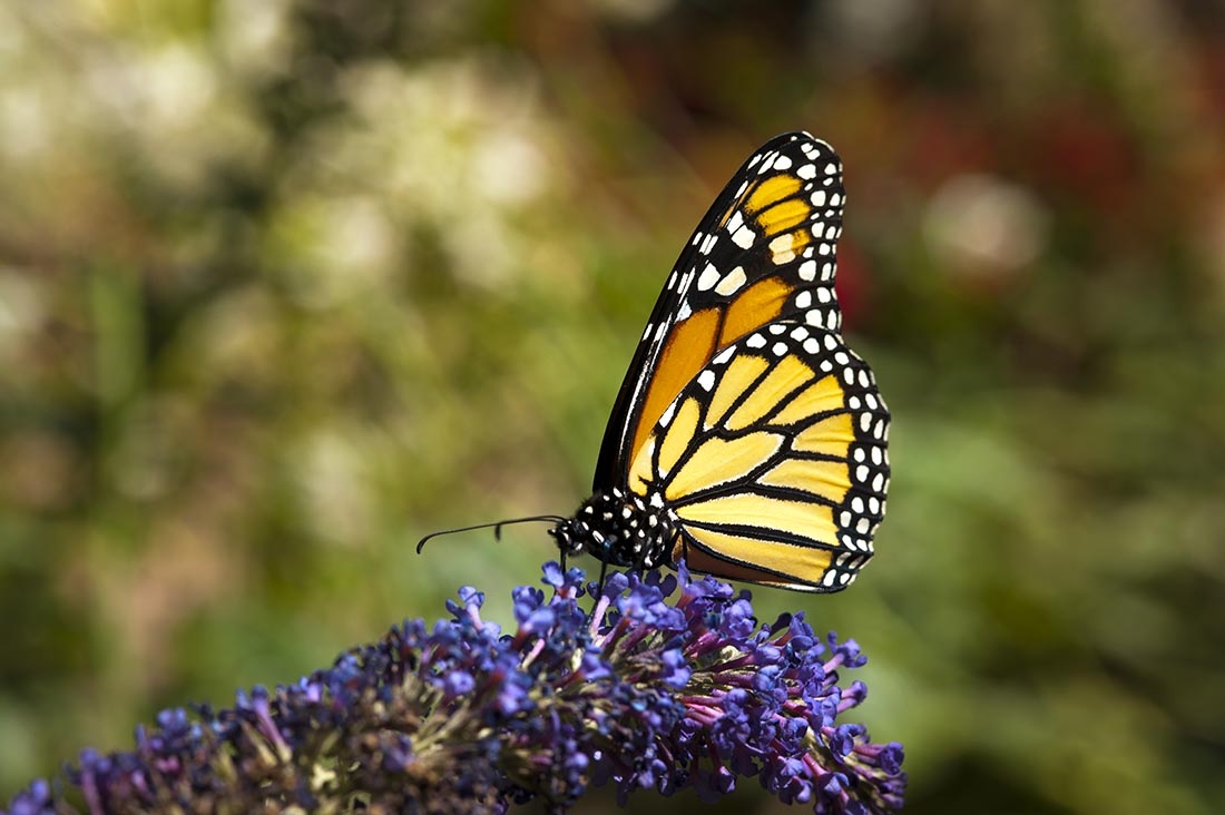 butterfly on purple flower