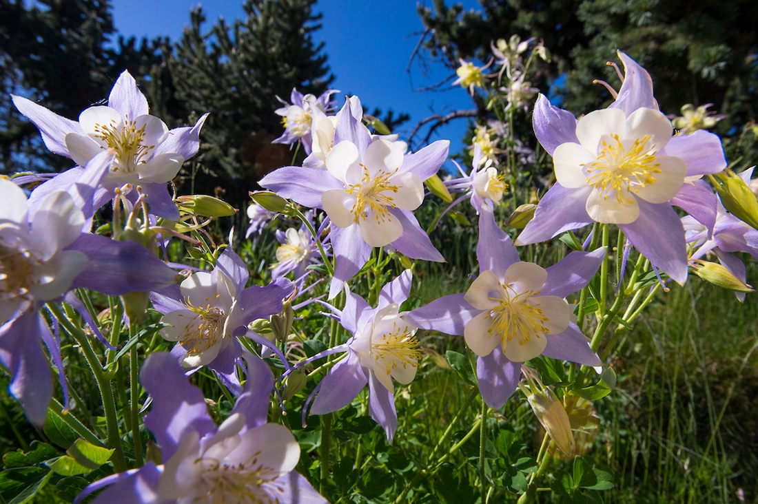 columbines