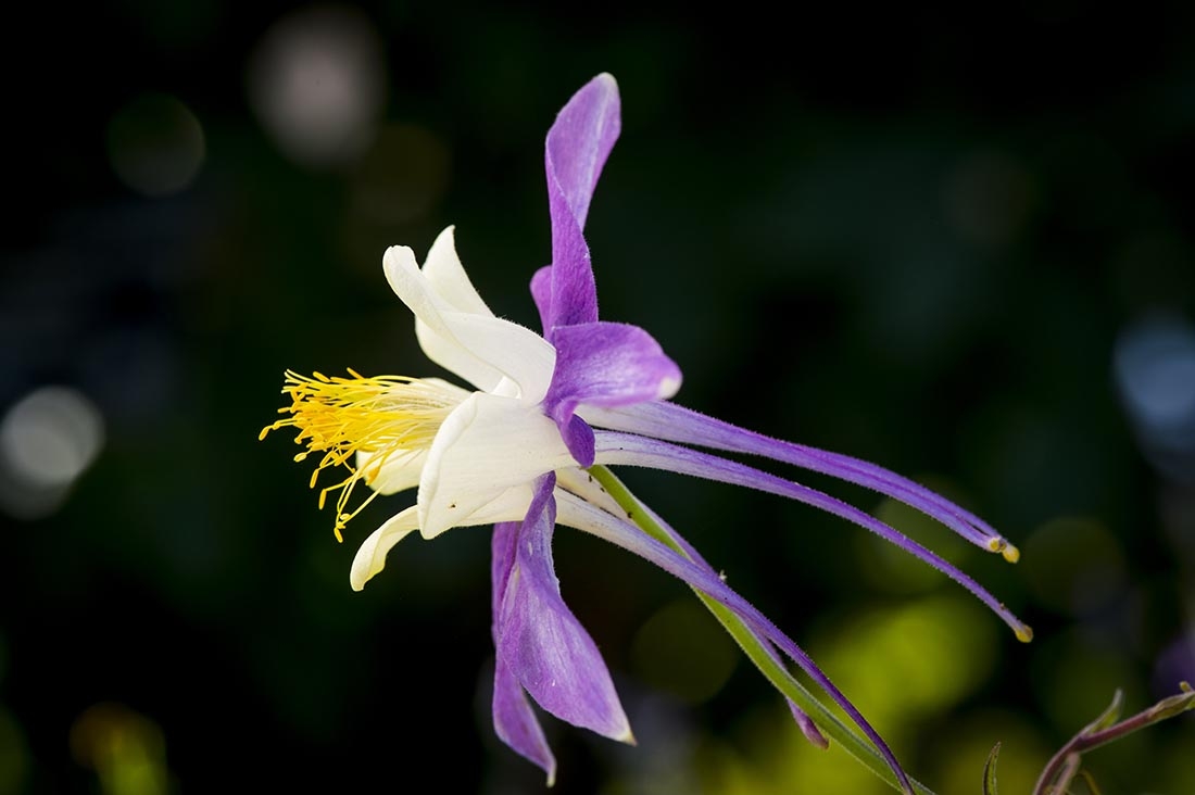 white and purple columbine flower