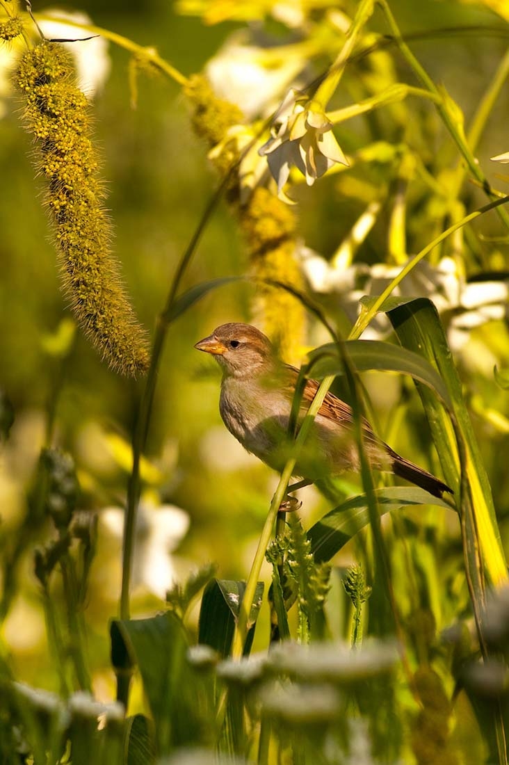 a house sparrow perched in tall grass