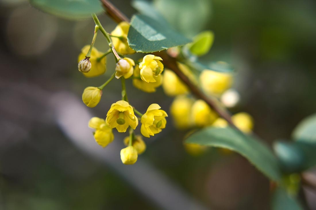 yellow blossoms of creeping mahonia