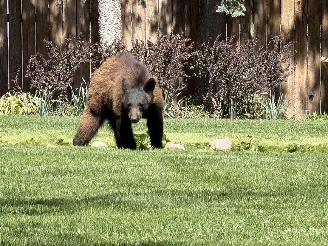 a black bear in a yard with fence in background