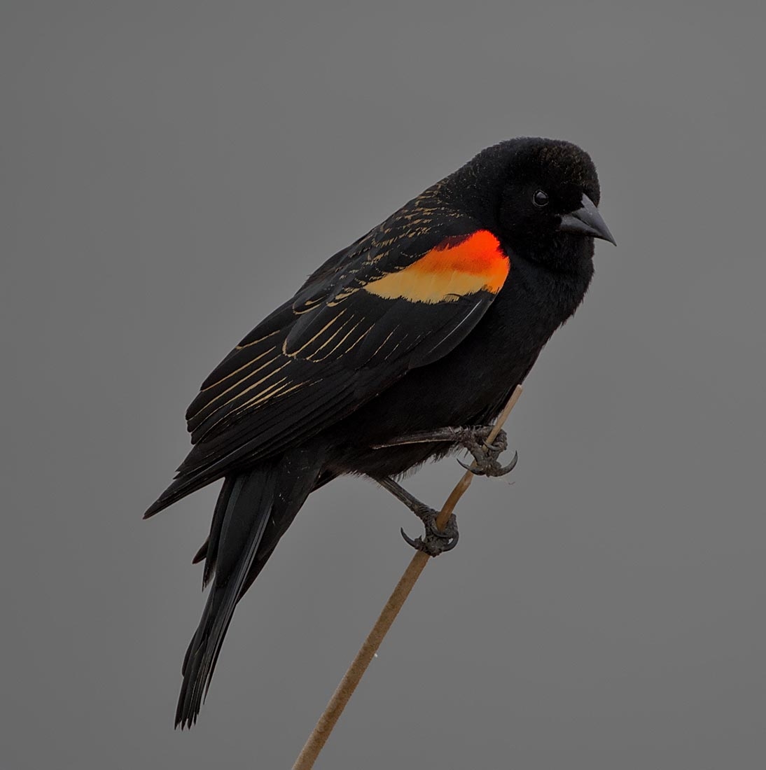 a black bird