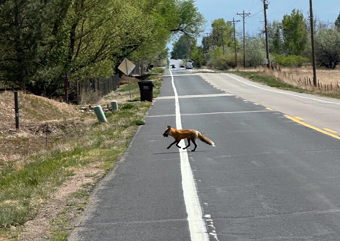 red fox crossing the road