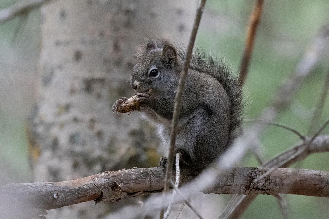 squirrel eating seed on branch