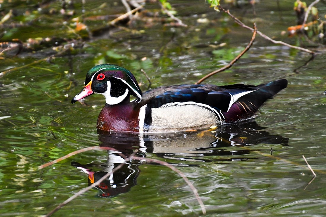 wood duck in water