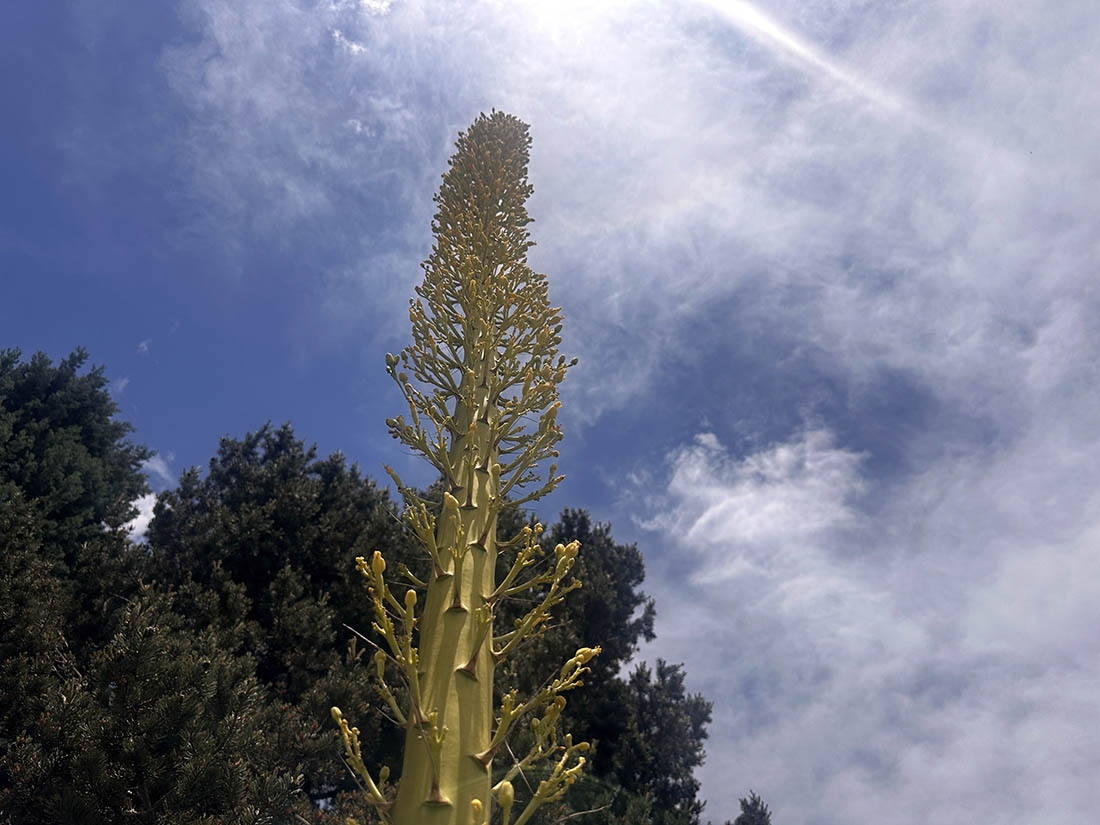 bloom of the Utah agave