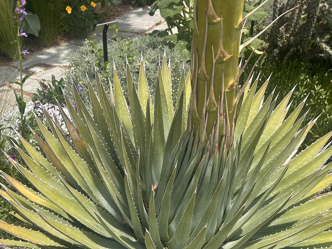 Agave leaves