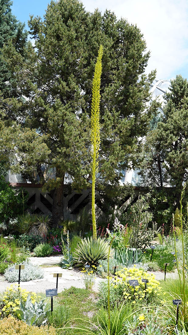 The Utah agave's 12-foot spike