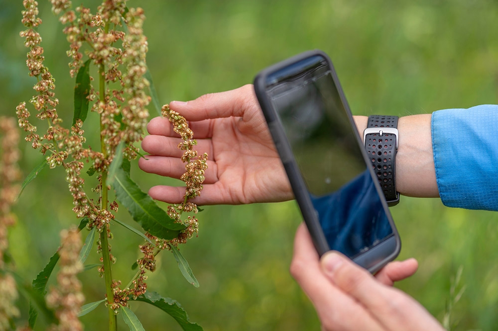 Using iNaturalist