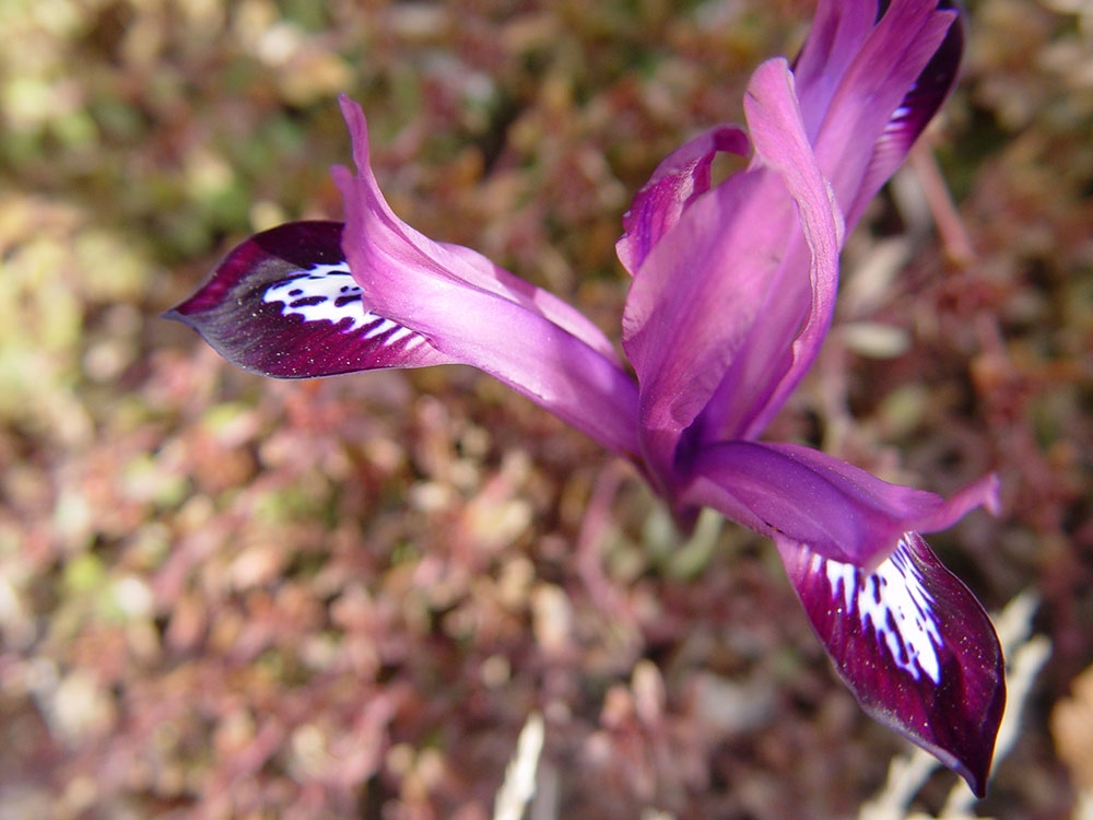 Iris 'Pauline'