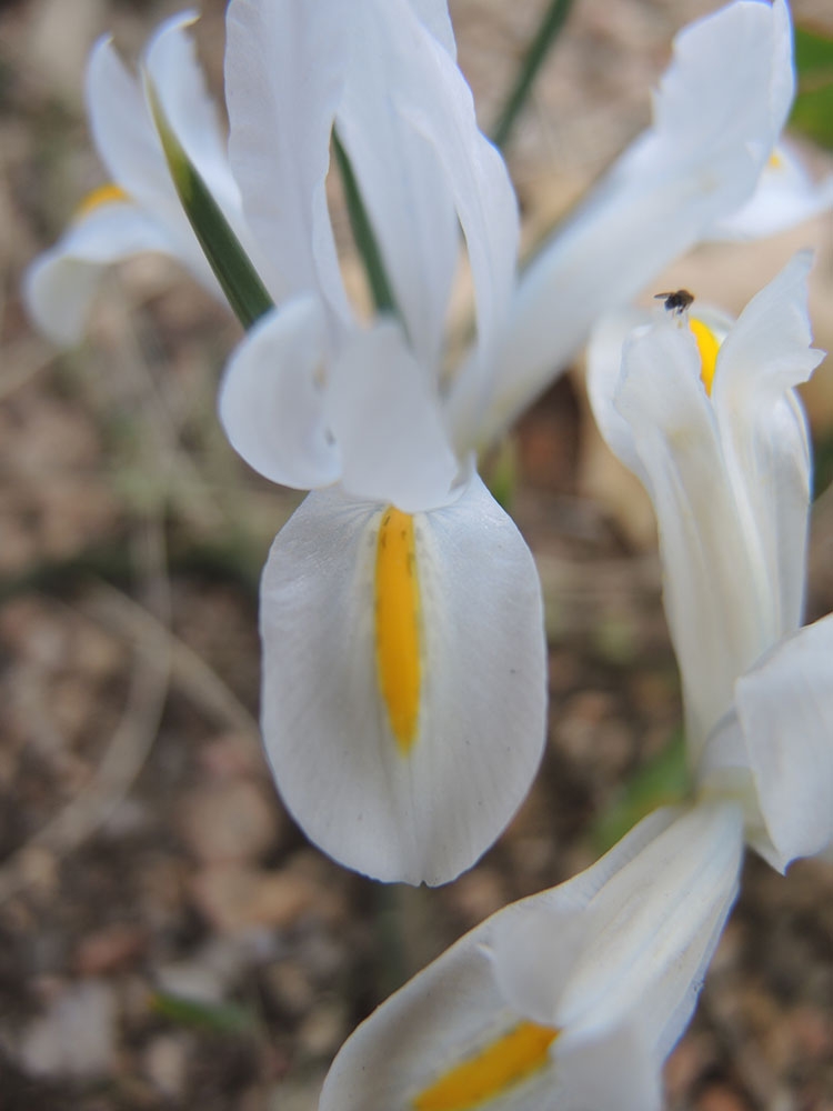 Iris 'White Caucasus'