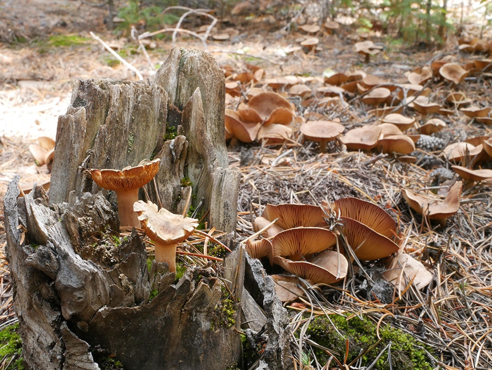 Lactarius helvus