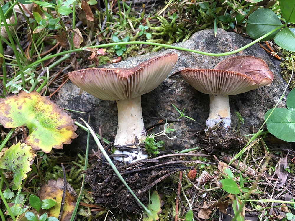 Lactarius montanus