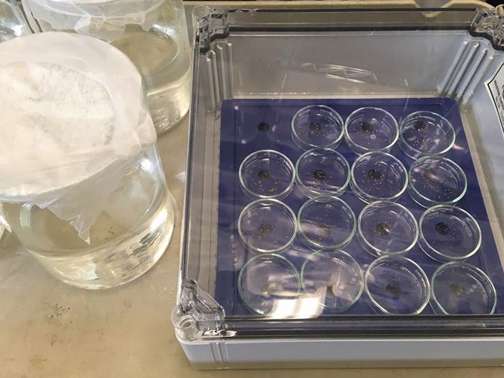 Seeds in lithium chloride solution