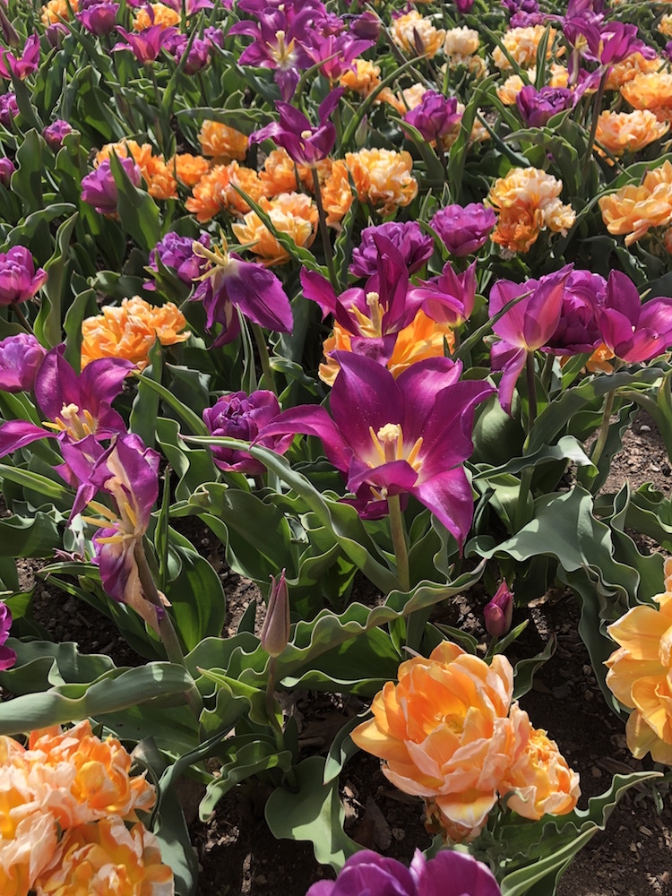 Merry Go Round™ is a mix of three different tulip varieties