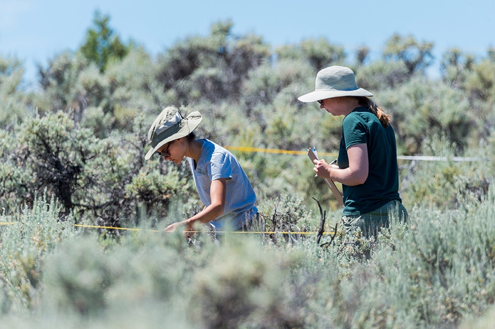 Monitoring Penstemon harringtonii 