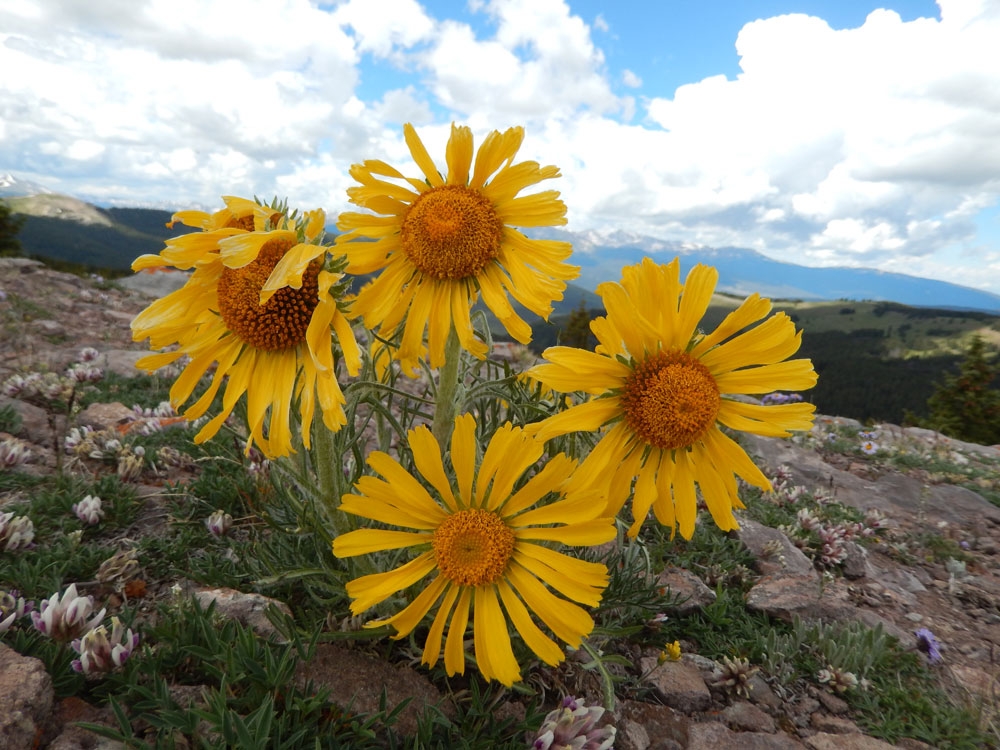 Hymenoxys grandiflora, Old-Man-of-the-Mountain